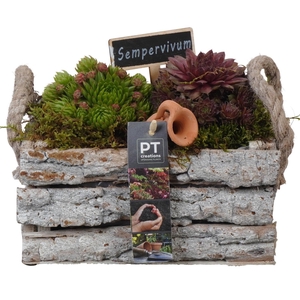 PTS7433 Arrangement Sempervivum in houten bak
