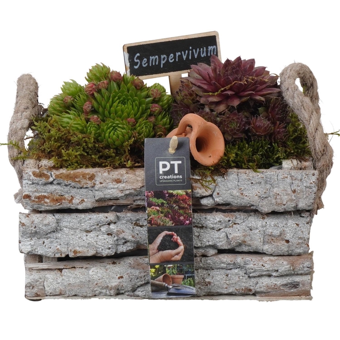 <h4>PTS7433 Arrangement Sempervivum in houten bak</h4>