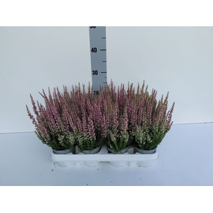 Calluna vulg. 'Beauty L Michelle'