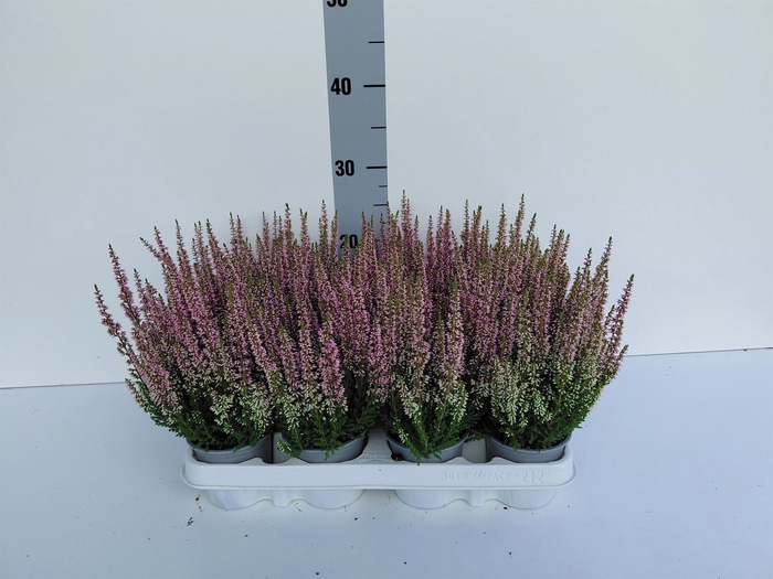 <h4>Calluna vulg. 'Beauty L Michelle'</h4>
