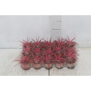 BROMELIA TILLANDSIA IONANTHA VB P05