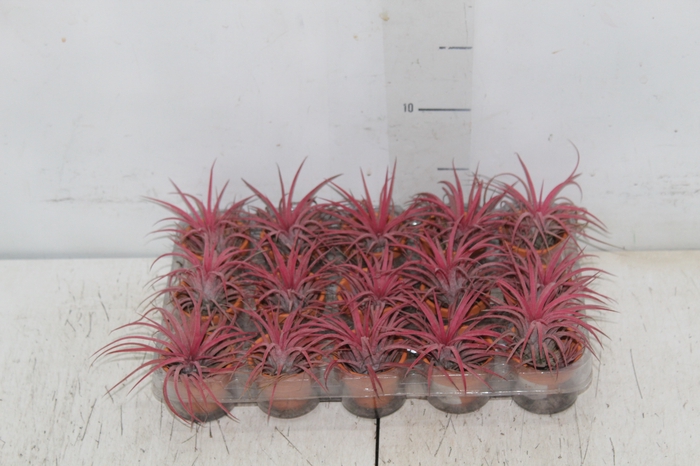 <h4>BROMELIA TILLANDSIA IONANTHA VB P05</h4>