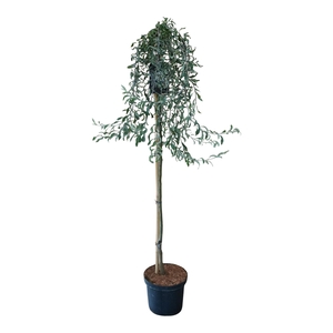 Pyrus salicifolia 'Pendula' 120ST