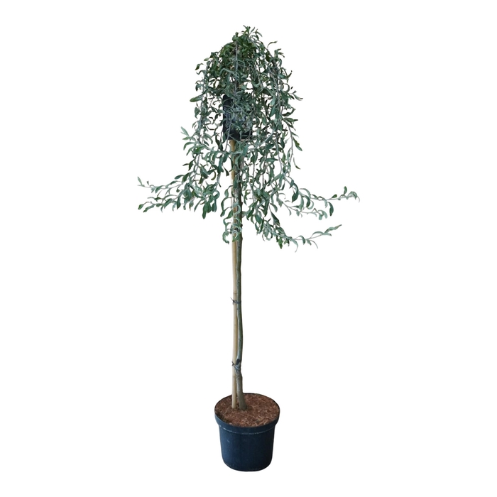 <h4>Pyrus salicifolia 'Pendula' 120ST</h4>
