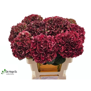 HYDR M MAG PI RUB CL