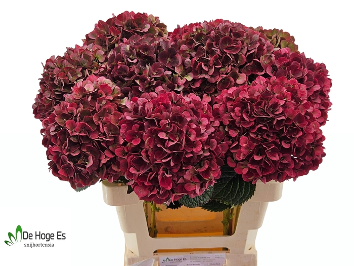 <h4>HYDR M MAG PI RUB CL</h4>