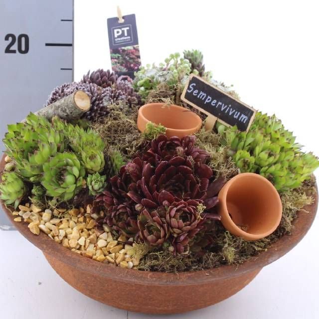 <h4>ARR SEMPERVIVUM</h4>