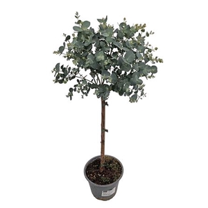 Eucalyptus Gunnii Stem