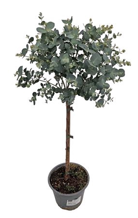 <h4>Eucalyptus Gunnii Stem</h4>