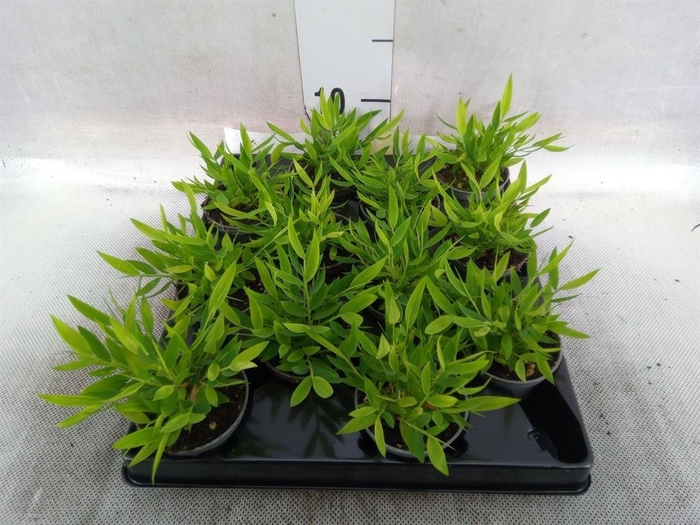 <h4>Pogonatherum  'Monica'</h4>