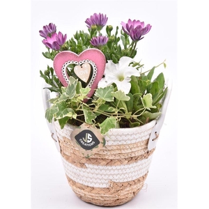 Maismand dia 17 met oren