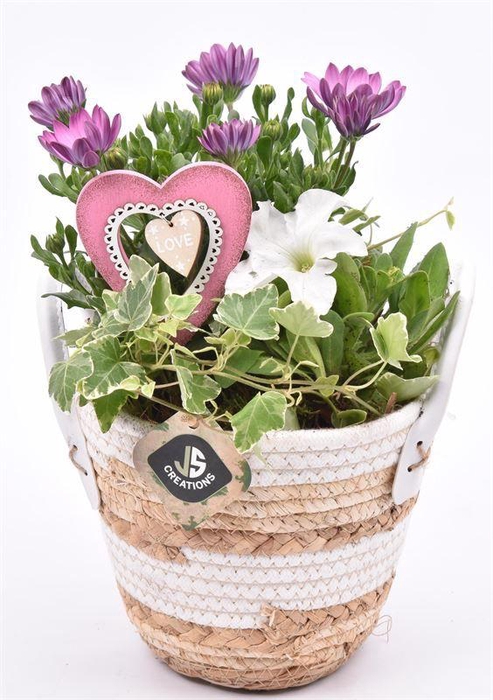 <h4>Maismand dia 17 met oren</h4>