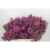 Chamelaucium Mars