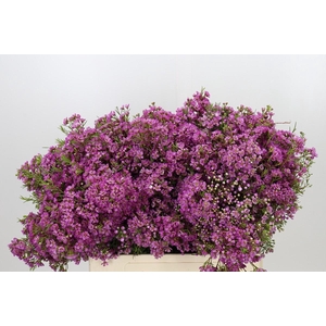 Chamelaucium Mars