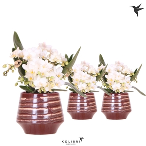 Kolibri Orchids Phalaenopsis Nazare 4 spike in Moonstone pot red