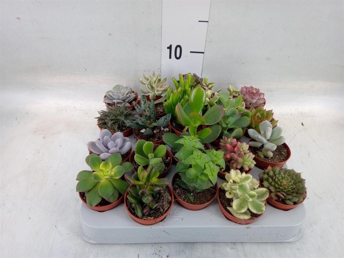 <h4>Succulents   ...</h4>