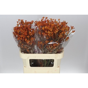 Anigozanthos Orange Fever