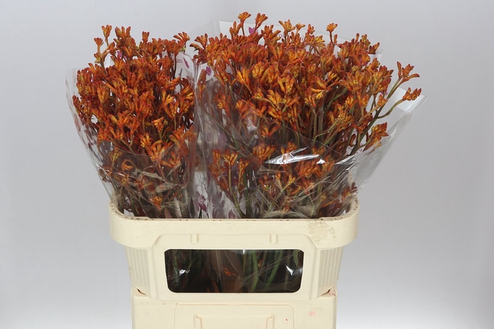 <h4>Anigozanthos Orange Fever</h4>