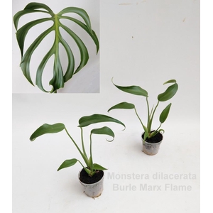 Monstera