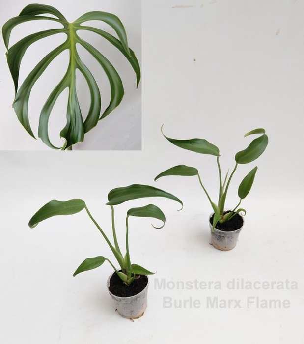 Monstera