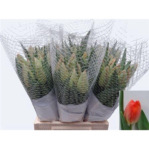 Tu Fr En Orange Pride