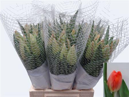 <h4>Tu Fr En Orange Pride</h4>