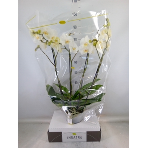 Phalaenopsis   ...white