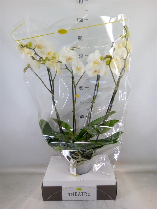 <h4>Phalaenopsis   ...white</h4>