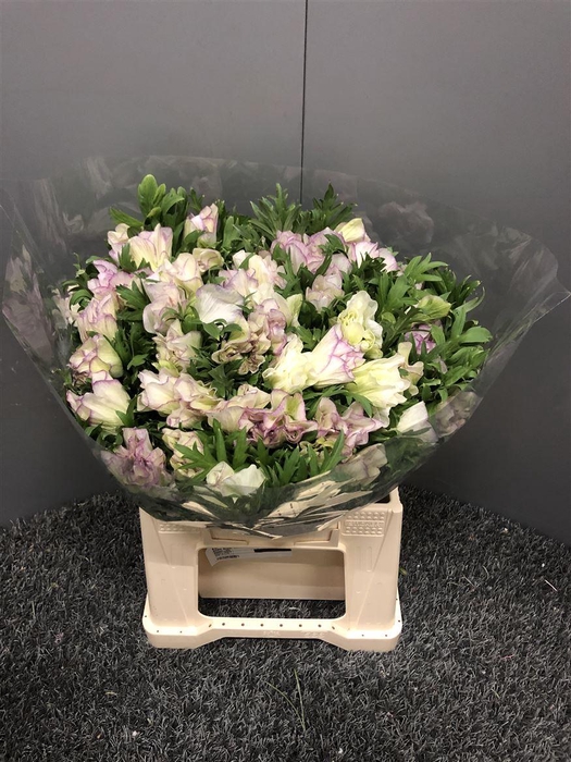 <h4>Anem Sup Azzuro</h4>