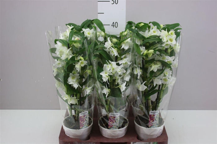 <h4>Dendrobium Nobilee Wit 3 Tak</h4>