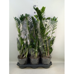 Zamioculcas zamiifolia
