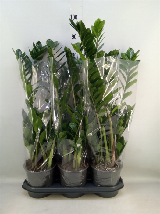 <h4>Zamioculcas zamiifolia</h4>
