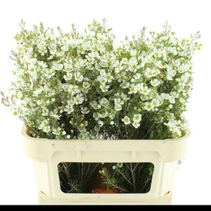 CHAME IVORY PEARL
