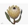 Protea Barbigera Ice Queen