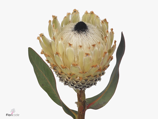 Protea Barbigera Ice Queen