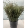 FALSE THYMUS PULEGIOIDES 500GR