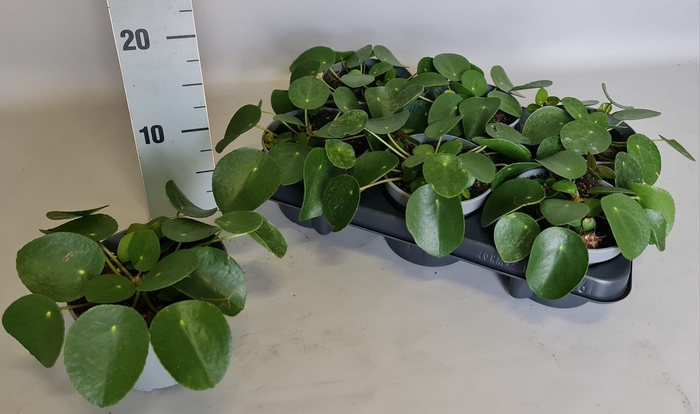 <h4>PILEA PEPEROMIOIDES</h4>