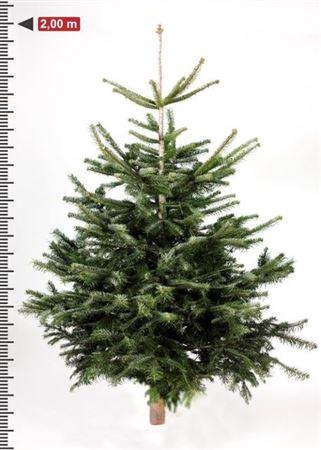 <h4>** Abies Nordmanniana 200cm Xxl Autumn Promo *</h4>
