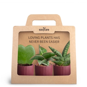 3-Pack Nordic Aubergine