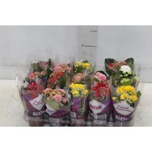 KAL. DOBRADO MINI P06