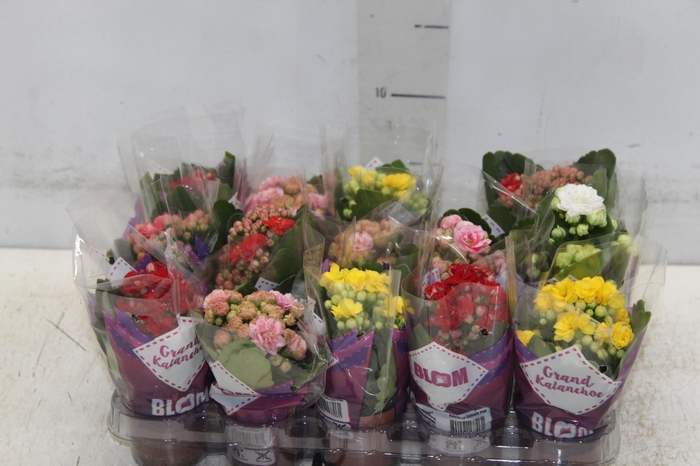 <h4>KAL. DOBRADO MINI P06</h4>