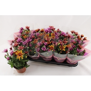 CHRYS ART JEF GEM IP