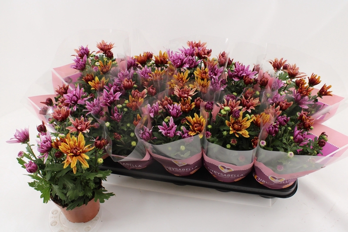 <h4>CHRYS ART JEF GEM IP</h4>