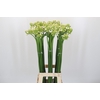 Ornithogalum Saundersiae