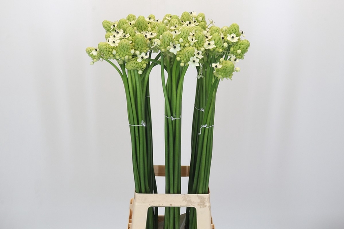<h4>Ornithogalum Saundersiae</h4>