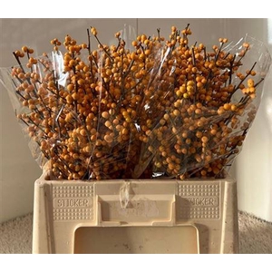 Ilex Ve Gold Verboom