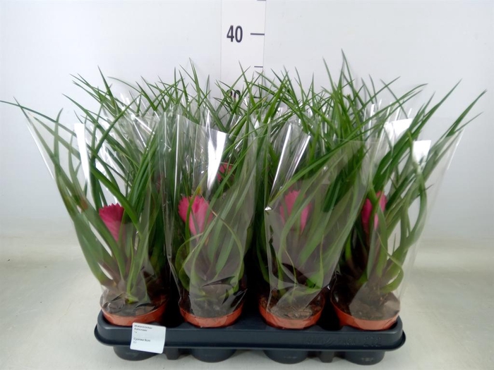 <h4>Tillandsia cyanea</h4>