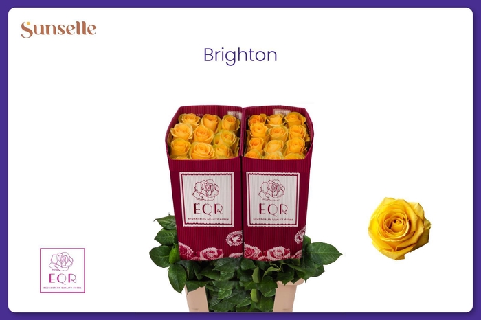 <h4>R GR BRIGHTON</h4>