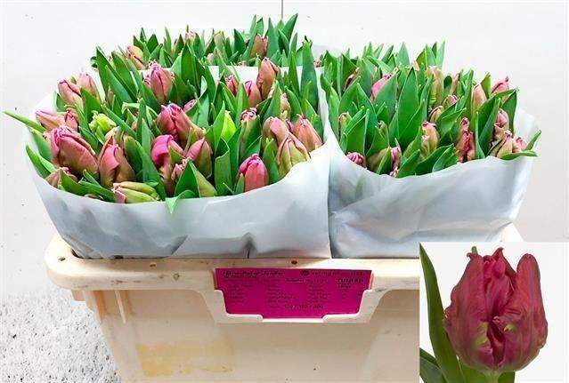 <h4>TU PA MARVEL PARROT</h4>