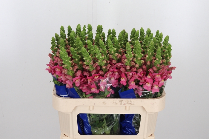 <h4>Antir Antibes Rose</h4>